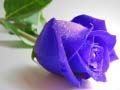 กุหลาบสีน้ำเงิน เกมออนไลน์