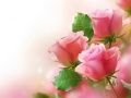 กุหลาบสีชมพู เกมออนไลน์