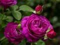 กุหลาบสีม่วง เกมออนไลน์