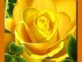 กุหลาบสีเหลือง เกมออนไลน์