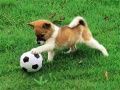 ปริศนาสุนัขน้อยเล่นสนุกกลางแจ้ง เกมออนไลน์
