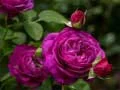 กุหลาบสีม่วง เกมออนไลน์