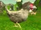 นักยิงไก่ เกมออนไลน์