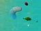 ฉลามแฮปปี้.io เกมออนไลน์