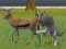 Wolf Life Simulator เกมออนไลน์