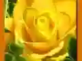 กุหลาบสีเหลือง เกมออนไลน์