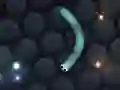 Slither.io เกมออนไลน์