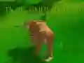 เกมจำลองเสือ 3D เกมออนไลน์