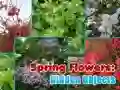 ดอกไม้ฤดูใบไม้ผลิ: วัตถุที่ซ่อนอยู่ เกมออนไลน์ ดอกไม้ฤดูใบไม้ผลิ: วัตถุที่ซ่อนอยู่ เกมออนไลน์