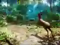 นักล่า 3D เกมออนไลน์