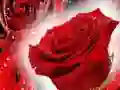 กุหลาบแดง เกมออนไลน์ กุหลาบแดง เกมออนไลน์