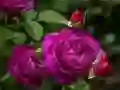 กุหลาบสีม่วง เกมออนไลน์ กุหลาบสีม่วง เกมออนไลน์