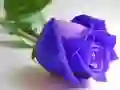 กุหลาบสีน้ำเงิน เกมออนไลน์ กุหลาบสีน้ำเงิน เกมออนไลน์