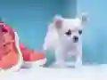 ปริศนาสุนัขน้อยน่ารัก เกมออนไลน์ ปริศนาสุนัขน้อยน่ารัก เกมออนไลน์