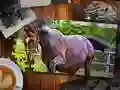 จิ๊กซอว์รุ่นม้า เกมออนไลน์