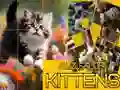ปริศนาน้องแมว滑 เกมออนไลน์ ปริศนาน้องแมว滑 เกมออนไลน์