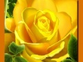 กุหลาบสีเหลือง เกมออนไลน์