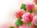 กุหลาบสีชมพู เกมออนไลน์