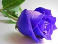 กุหลาบสีน้ำเงิน เกมออนไลน์